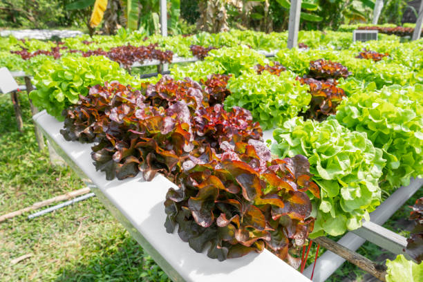 a tecnologia hidropônica. planta de salada de lattuce colorida que cresce na fazenda. - lattuce - fotografias e filmes do acervo