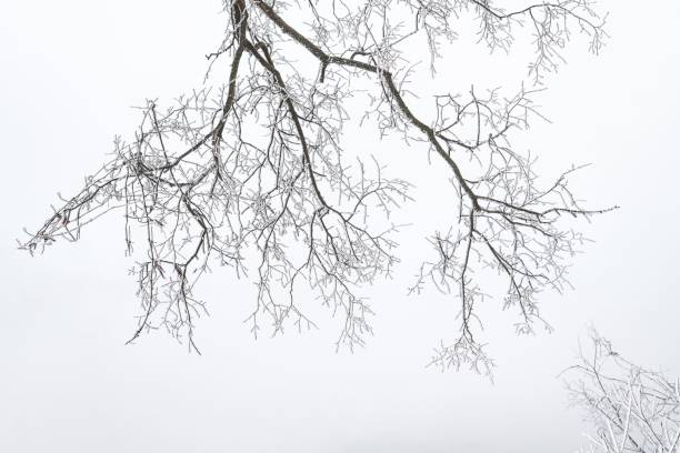 A low angle shot of bare trees covered in fog in winter