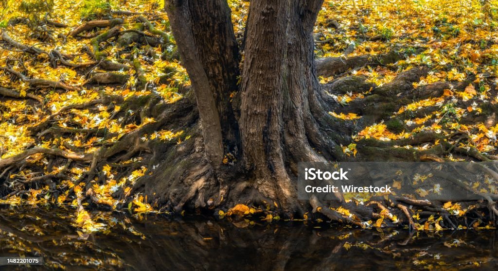 Fall Tree With Roots An Image Of Two Trees With Roots In Fall Colors Around Them Stock Photo ...