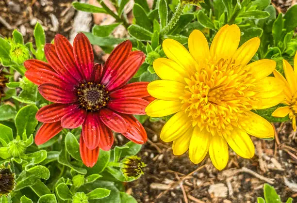 Nature shows off the colors of the Mastercard symbol.