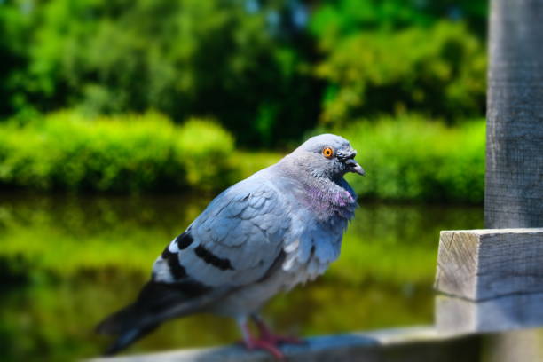 pigeon on a fence