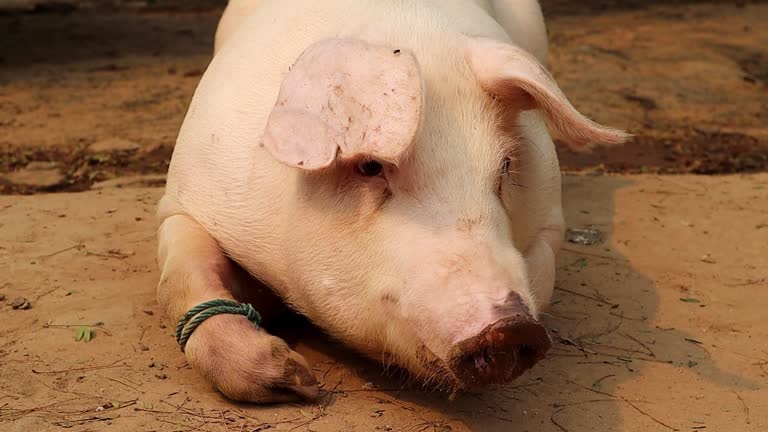 Cute little pig sleeping on the ground