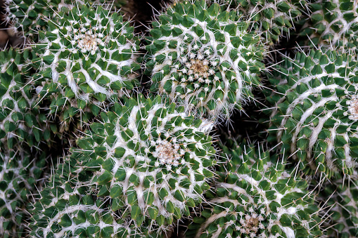 Mammillaria compressa, commonly called mother of hundreds, is a species of cactus in the subfamily Cactoideae. It is native to northern and southern Mexico, and is cultivated as an ornamental plant.