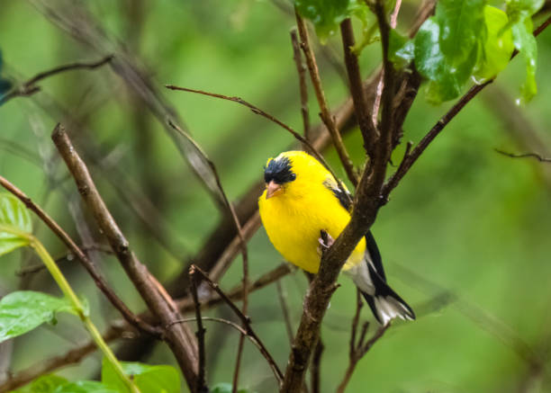 istock Gold Finch 7 1482203561