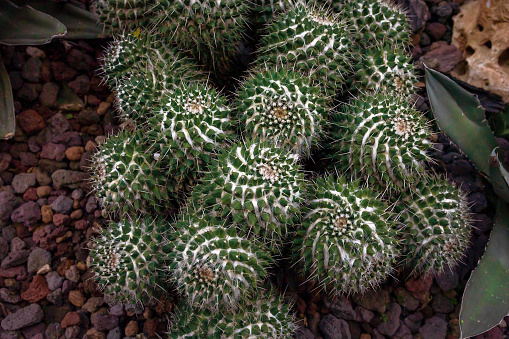 Mammillaria compressa, commonly called mother of hundreds, is a species of cactus in the subfamily Cactoideae. It is native to northern and southern Mexico, and is cultivated as an ornamental plant.