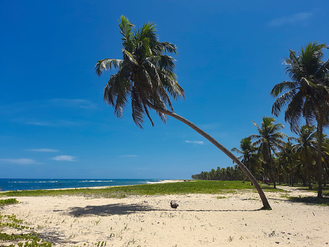 Gunga beach on the southern coast of the state of Alagoas in northeastern Brazil