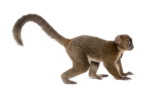 Side view of a Greater bamboo lemur with its long tail, Prolemur simus, Isolated on white