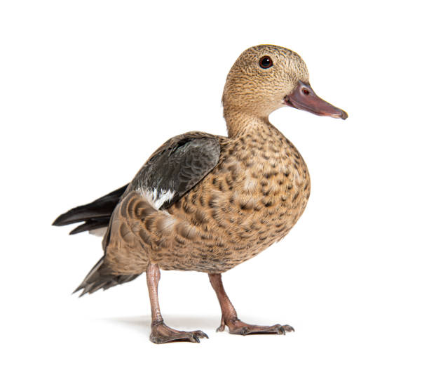 istock Madagascar teal duck, Anas bernieri, Isolated on white 1482206349