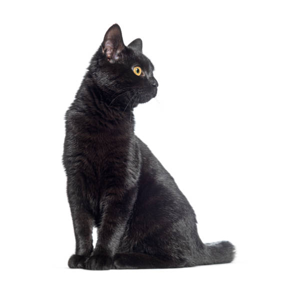 istock Sitting Black cat looking away, isolated on white 1482207182