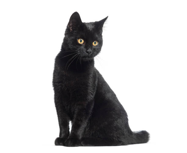 istock Black Kitten crossbreed cat, looking away, isolated on white 1482207183