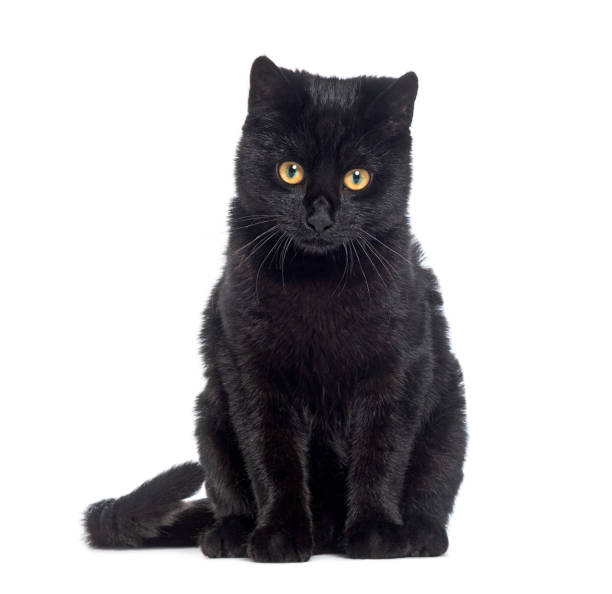 istock Black Kitten crossbreed cat, looking at the camera, isolated on white 1482207184