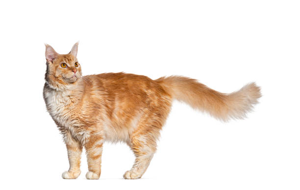 istock Side view of a ginger maine coon cat standing looking back away, isolated on white 1482207338