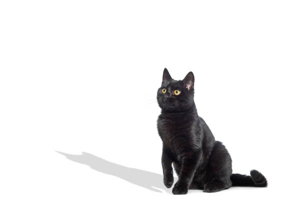 Sitting Black cat looking away up, with a raised paw and its shadow projected on the white background
