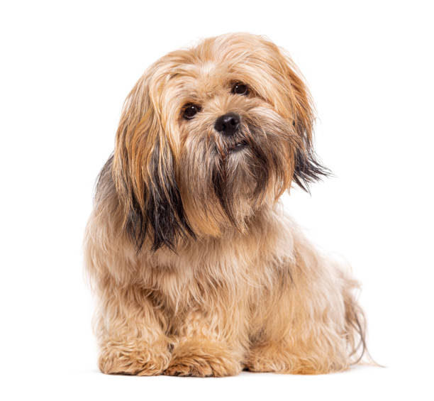 istock Sitting Lhasa apso dog, isolated on white 1482207435