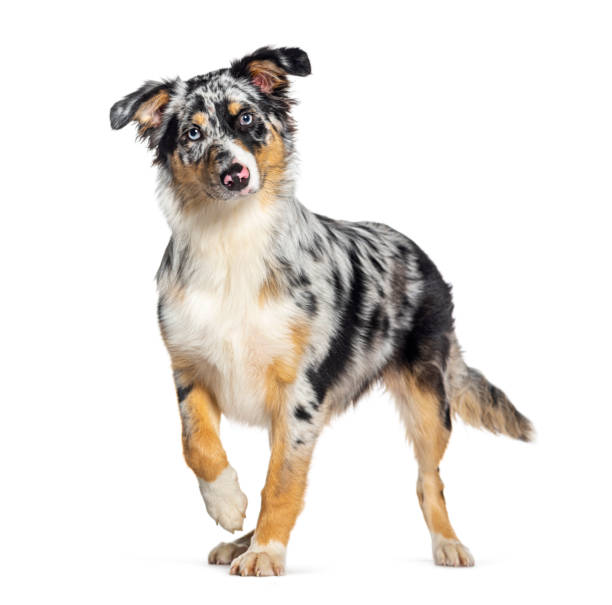 istock Standing alert Blue merle australian shepherd  looking at the camera, isolated on white 1482207436