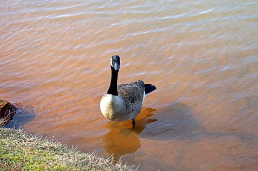 Canada goose taking a leisurely swim in the muddy waters of a shallow pond on a sunny day