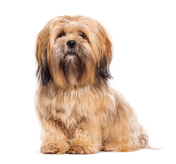 istock Sitting Lhasa apso dog, isolated on white 1482207731