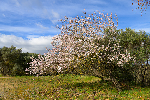 Blossoming almond trees on a green meadow, blue sky in springtime, Provence (France)