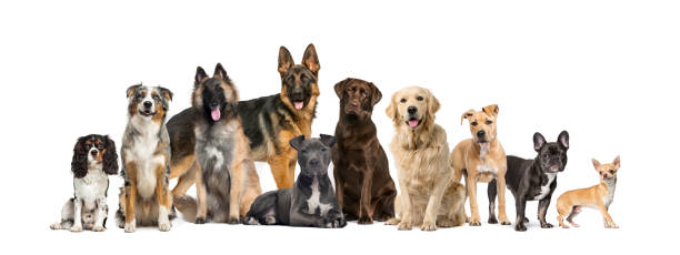 grupo de perros de diferentes tamaños y razas mirando a la cámara, algunos lindos, jadeantes o felices, en fila, aislados sobre blanco - group of dogs fotografías e imágenes de stock