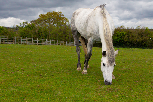 Beautiful dapple grey horse grazing happily in field in rural Shropshire on a summer day, with a stormy sky in the background.