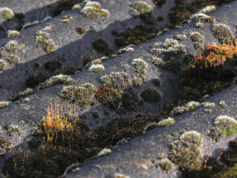 Mosses and lichens on a roof of corrugated sheets of fiber cement. Diagonal composition.
