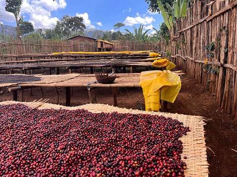 Ethiopian coffee cherries lying to dry in the sun in a drying station on raised bamboo beds. This process is the natural process. Bona Zuria, Sidama, Ethiopia, Africa