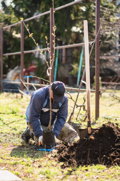 istock A man plants a young fruit tree. The farmer unpacks a new seedling and puts it in the ground. The concept of environmental protection and ecology 1482209611