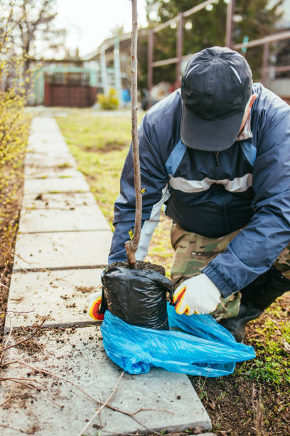 istock A man plants a young fruit tree. The farmer unpacks a new seedling and puts it in the ground. The concept of environmental protection and ecology 1482209621