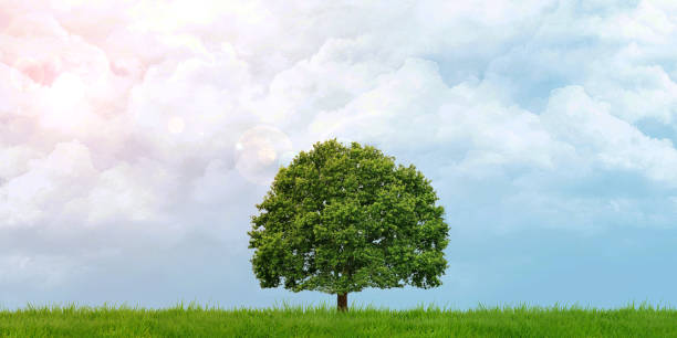 istock Green fields and trees Cloudy sky the sun shines Panoramic view 3D illustration 1482210350