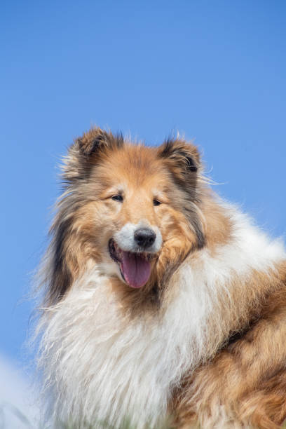 istock Golden long haired rough collie on a sky background, portrait 1482210859