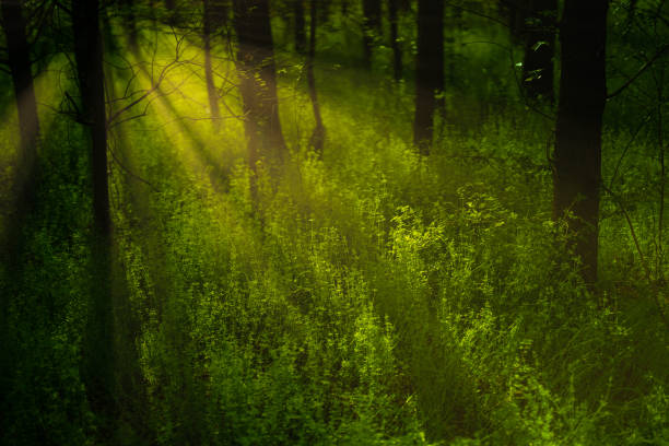 Free Stock Photo of Sunlight filtering through the dense forest trees ...