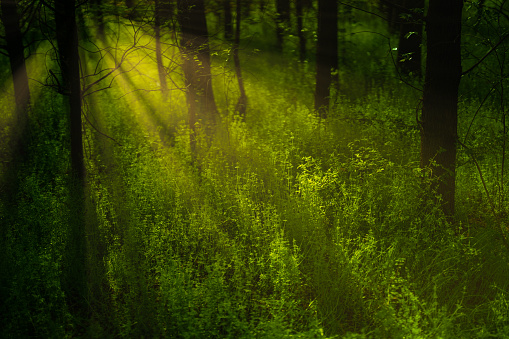 the morning sun shining through trees in the forest and forming beautiful sunbeams