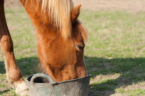 Close up of horse eating/drinking from feed bucket on grass