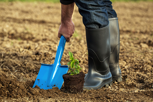 hands planting new born plant in soil with shovel