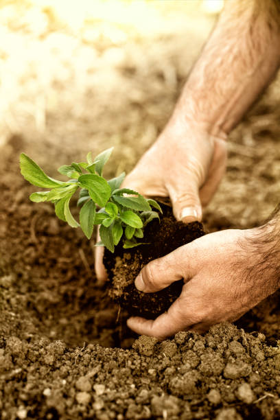 istock hands planting new born plant in soil 1482211715