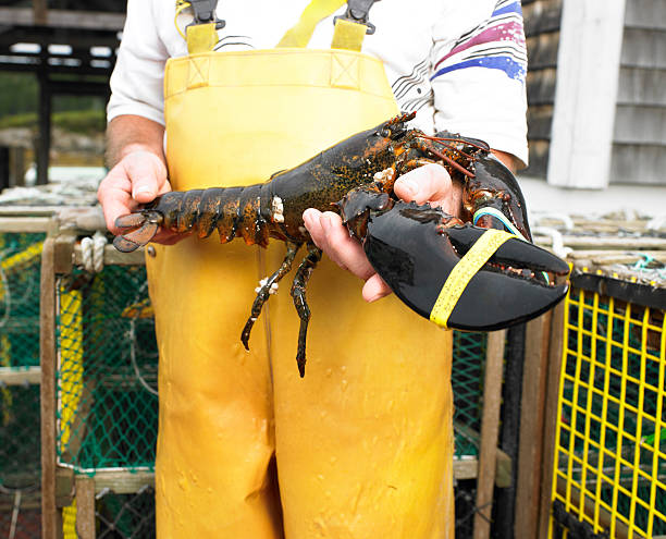 istock Mid view of a man holding a freshly caught lobster 148221313