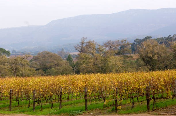 istock South Africa wine industry. 1482214904