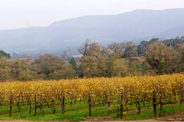 винодельческая промышленность южной африки. - africa south vineyard industry стоковые фото и изображения