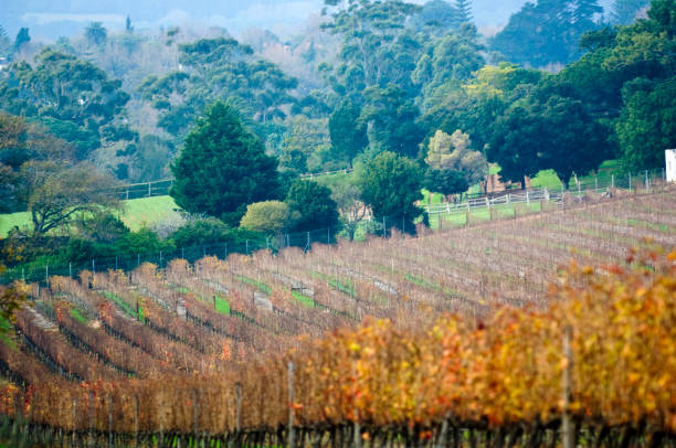 винодельческая промышленность южной африки. - africa south vineyard industry стоковые фото и изображения