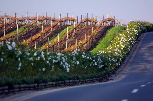 винодельческая промышленность южной африки. - africa south vineyard industry стоковые фото и изображения