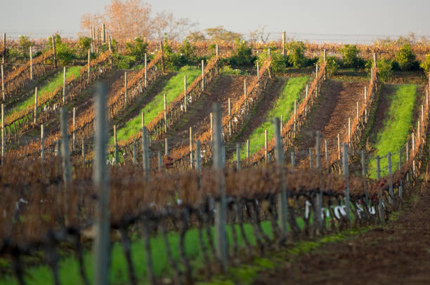 винодельческая промышленность южной африки. - africa south vineyard industry стоковые фото и изображения