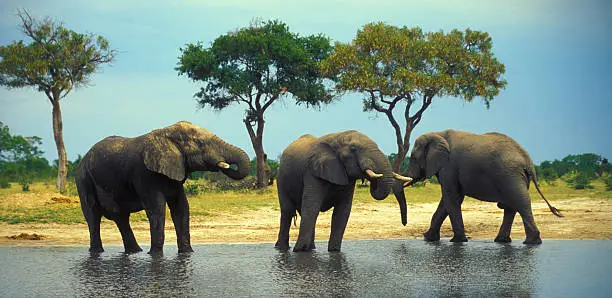 Photo of African Elephants