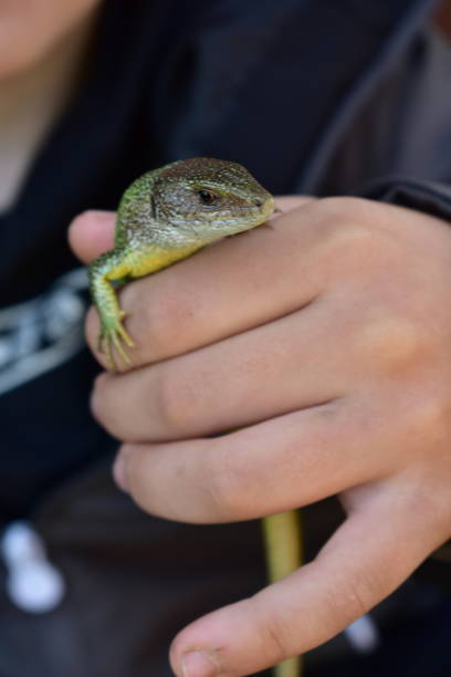istock Lizard in the hand of a child 1482217690