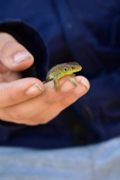 istock Lizard in the hand of a child 1482217814