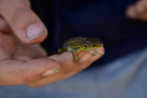 istock Lizard in the hand of a child 1482217816