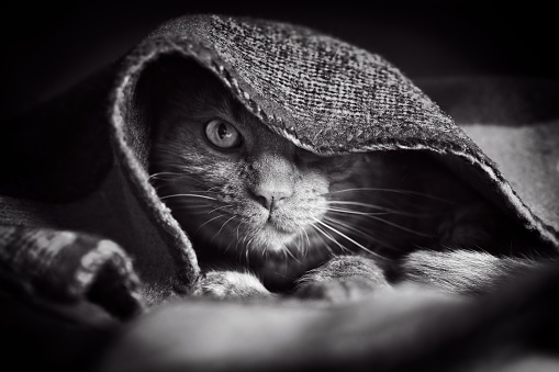 Tabby cat hiding under the blanket and looking at camera. Black and white portrait.