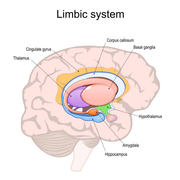 limbic system. Cross section of the human brain limbic system. Cross section of the human brain. Structure and Anatomical components of limbic system: Hypothalamus, Corpus callosum, Cingulate gyrus, Amygdala, Thalamus, Basal ganglia, and Hippocampus. Vector illustration cortex stock illustrations