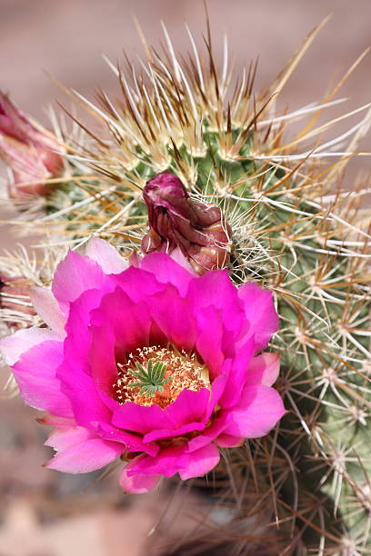 hedgehog cactus (echinocerens) z kwiatów - single flower flower cactus hedgehog cactus zdjęcia i obrazy z banku zdjęć