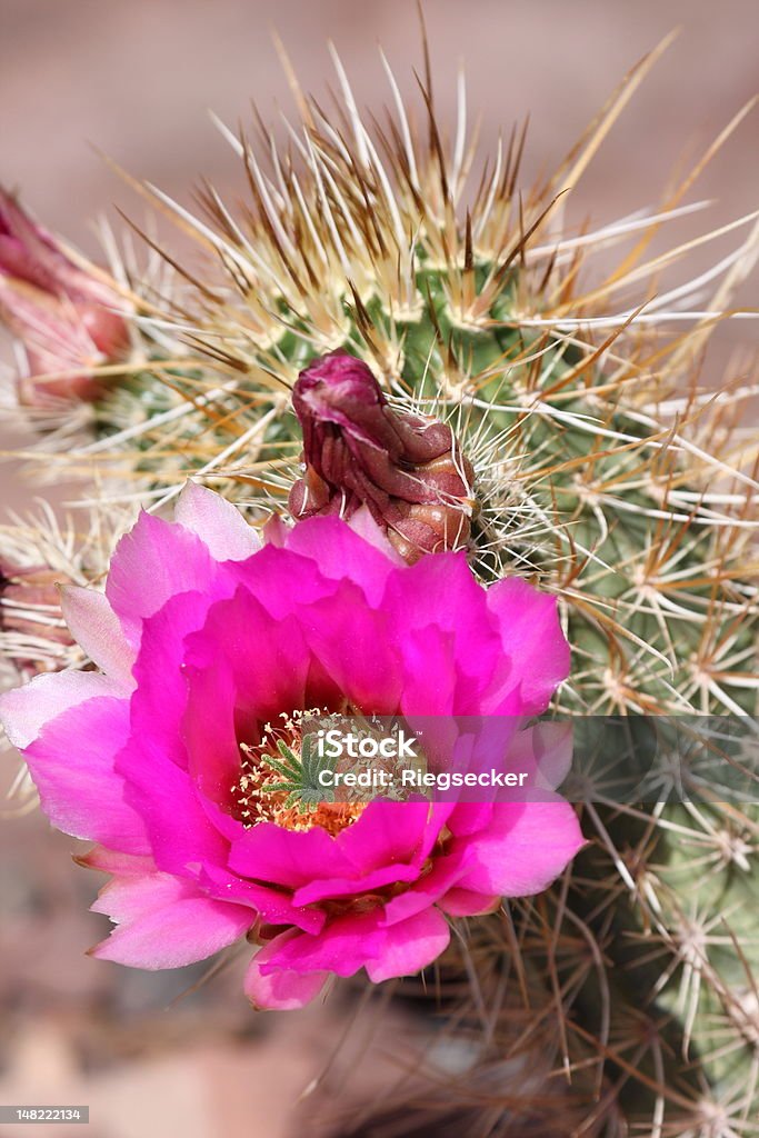 Cacto Hedgehog (Echinocerens) com flor - Foto de stock de Arizona royalty-free