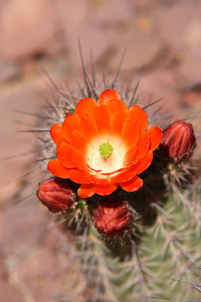 flor de cacto hedgehog - single flower flower cactus hedgehog cactus imagens e fotografias de stock